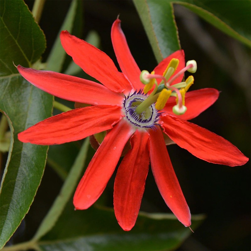Red Passionflower Seeds (Passiflora manicata)