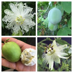 White Passionflower Seeds (Passiflora subpeltata)