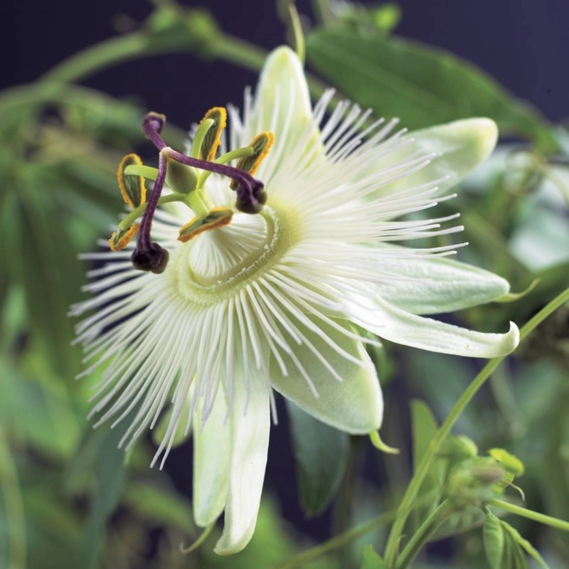 3.45 Semi di Passiflora Bianca (Passiflora subpeltata)