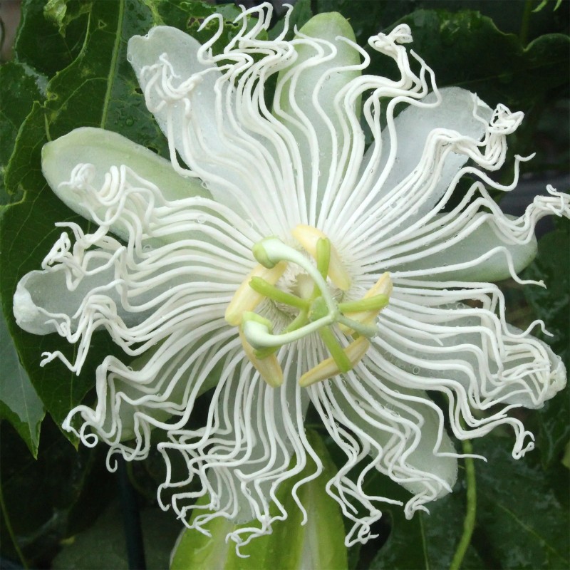 3.45 Nasiona męczennicy białej (Passiflora subpeltata).