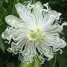 3.45 Weiße Passionsblumensamen (Passiflora subpeltata)