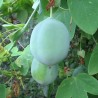 3.45 Graines de passiflore blanche (Passiflora subpeltata)