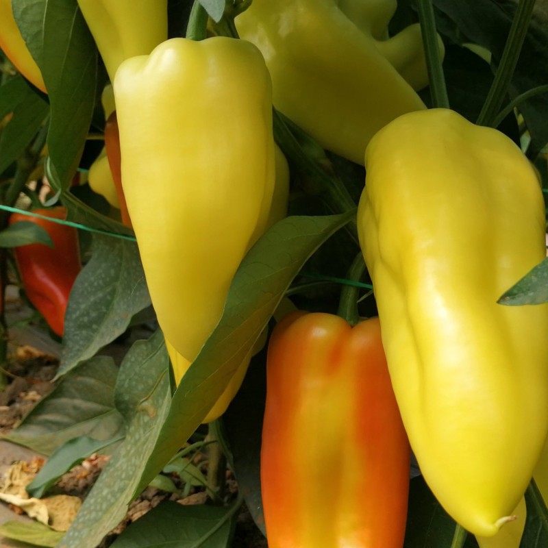 Hungarian white sweet pepper seeds Redei Price €1.85