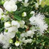1.95 Temu - Chilean Myrtle σπόρους (Luma Apiculata)