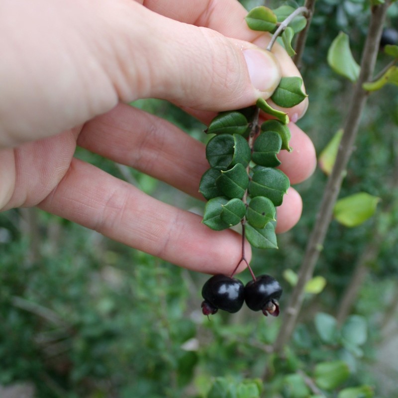 1.95 Temu - Chilean Myrtle σπόρους (Luma Apiculata)
