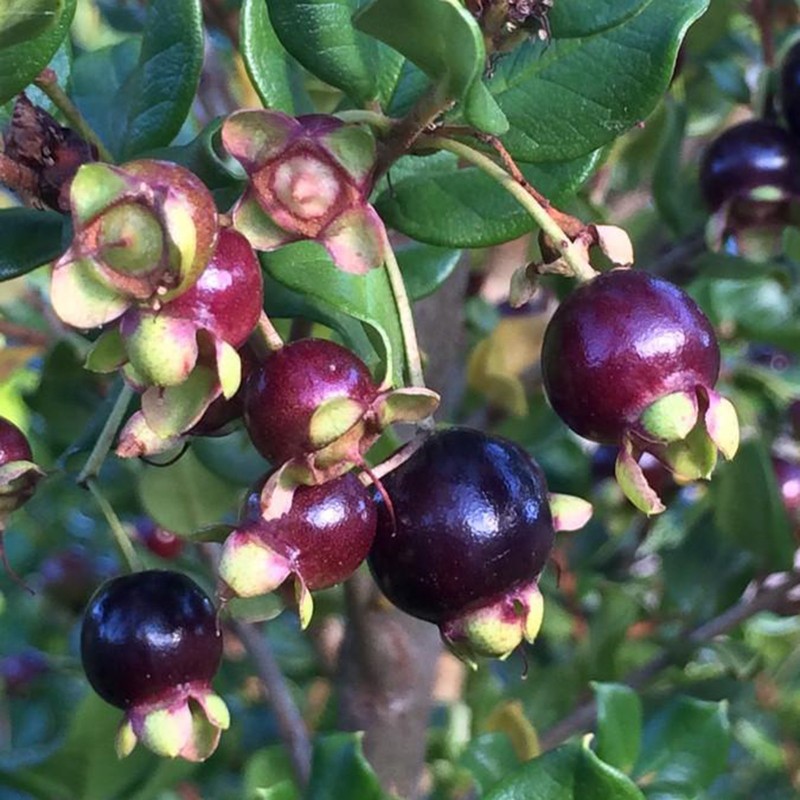 1.95 Temu - Chilean Myrtle σπόρους (Luma Apiculata)