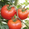 1500 semințe Heinz 1370 Tomate | Price: 12,95 € 🌳🌼🌸🌿🌱🍉