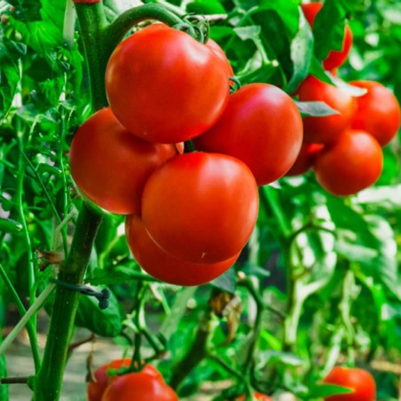 2.25 Semena rajčat Backa