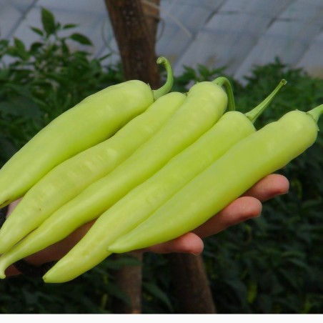 1.85 Nasiona pieprzu Rapires