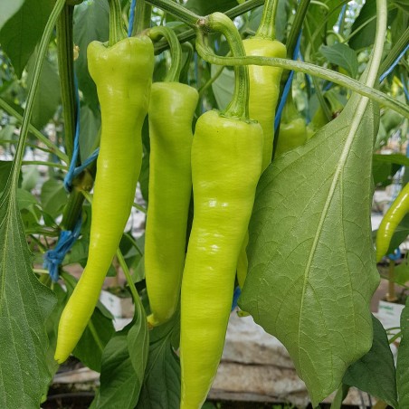 1.85 Nasiona pieprzu Rapires