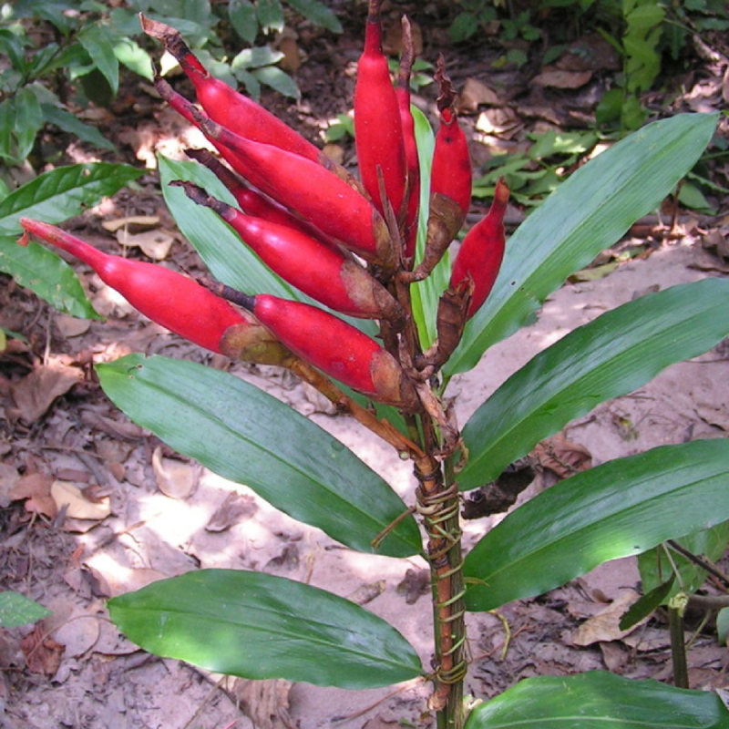 Wild Cardamom seeds (Aframomum angustifolium) | Price: €4.30 🌳🌼🌸🌿🌱🍉