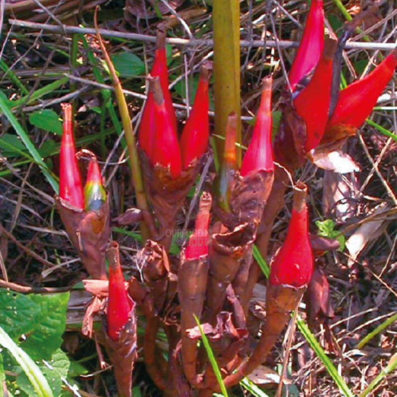 Wild Cardamom seeds (Aframomum angustifolium) | Price: €4.30 🌳🌼🌸🌿🌱🍉