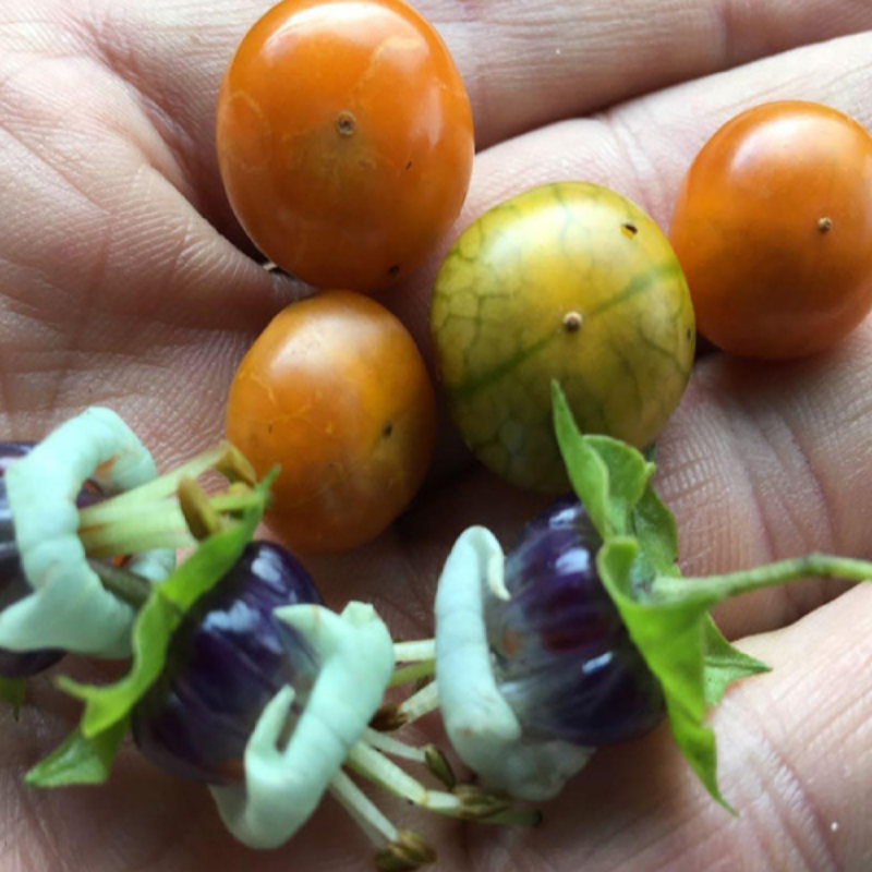 4.8 Sogorome Samen (Jaltomata ventricosa)