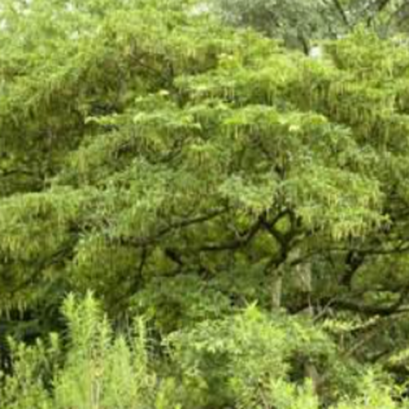 Sementes de borla Berry (Antidesma venosum) | Price: 6,30 € 🌳🌼🌸🌿🌱🍉