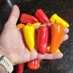 Joker Mini Slatka Paprika Sjeme  - 1