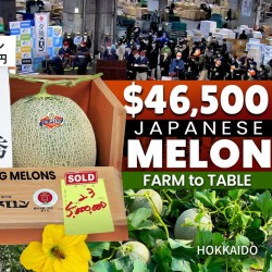 Yubari King Melon Frön  - 1