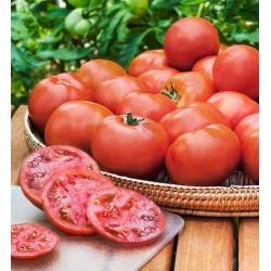 Heinz 1370 Tomato Seeds  - 1