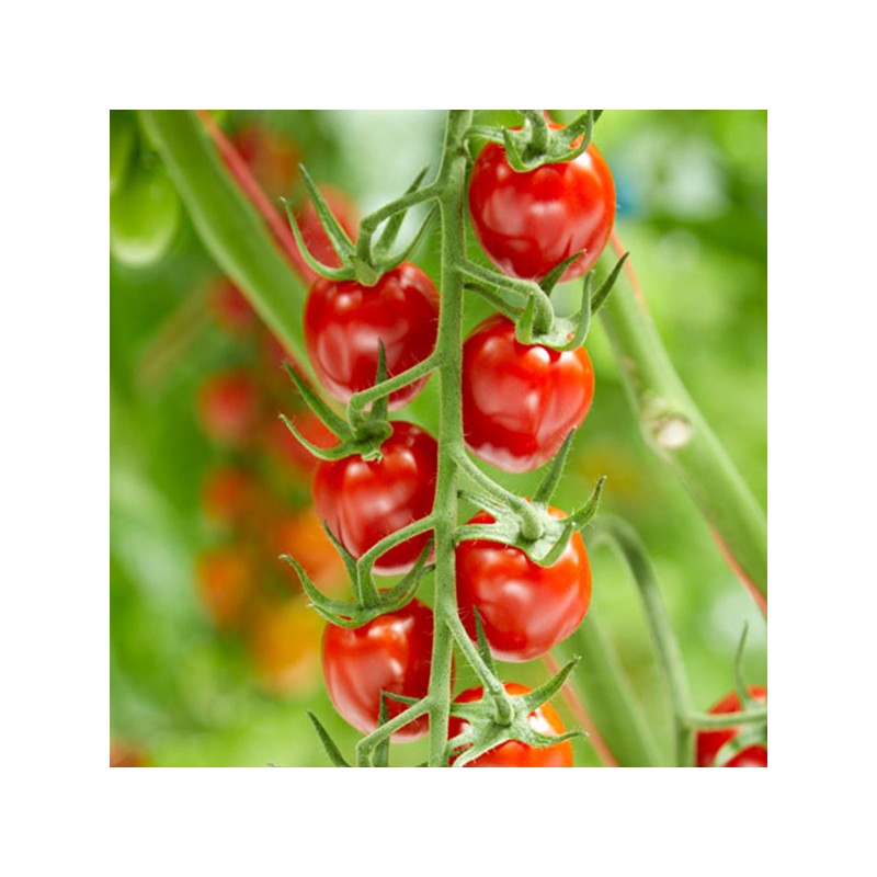 Sunstream Tomaten Samen (Super Süß) | Price: 2,50 € 🌳🌼🌸🌿🌱🍉