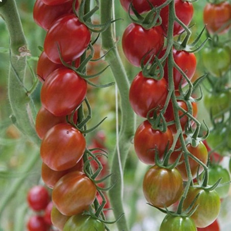 Semillas de Tomate Sunstream (Super Dulce) | Price: 2,50 € 🌳🌼🌸🌿🌱🍉