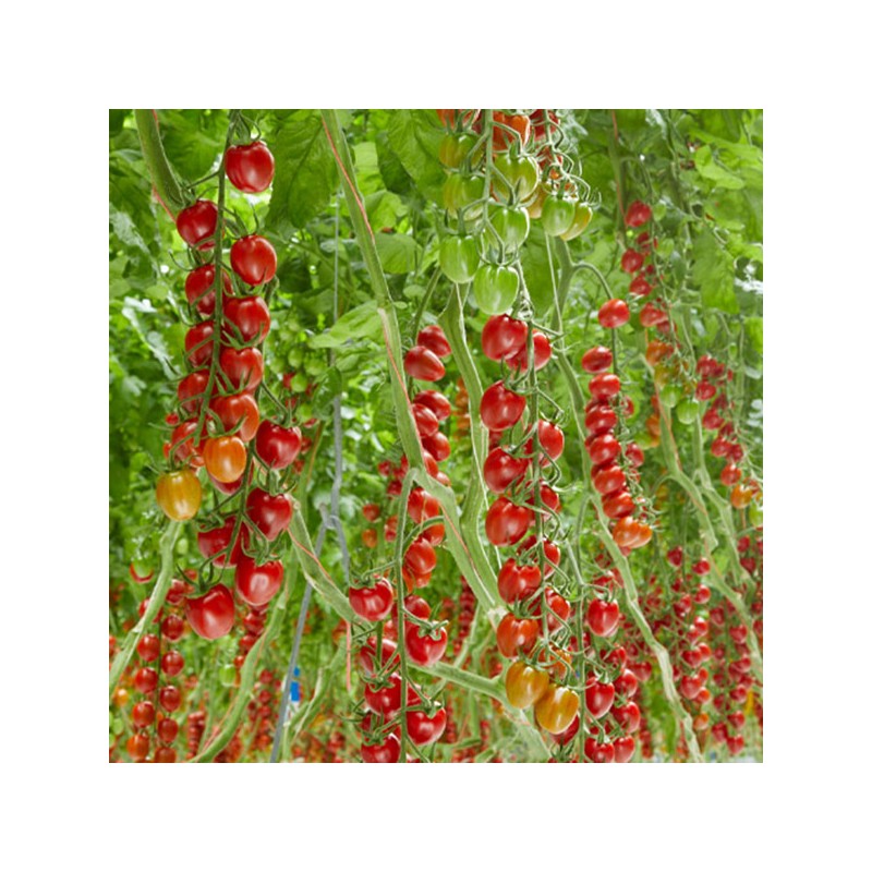 Sunstream Tomatenzaad (Superzoet) | Price: € 2,50 🌳🌼🌸🌿🌱🍉