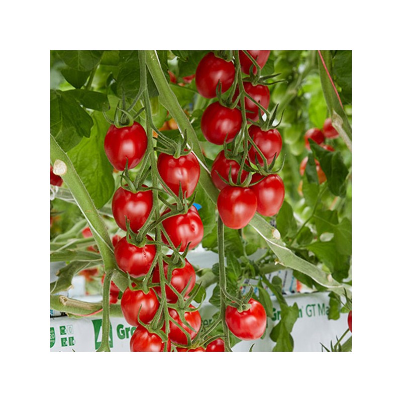 Sunstream Tomatenzaad (Superzoet) | Price: € 2,50 🌳🌼🌸🌿🌱🍉