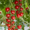 Sunstream Tomatenzaad (Superzoet) | Price: € 2,50 🌳🌼🌸🌿🌱🍉