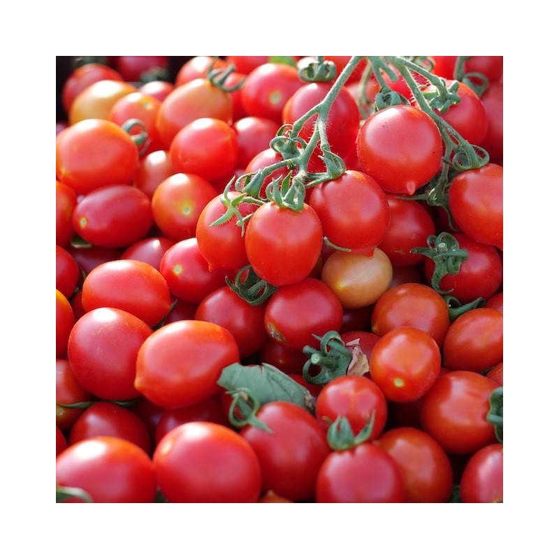 Caramel Datterino Tomato Seeds | Price: €2.70 🌳🌼🌸🌿🌱🍉