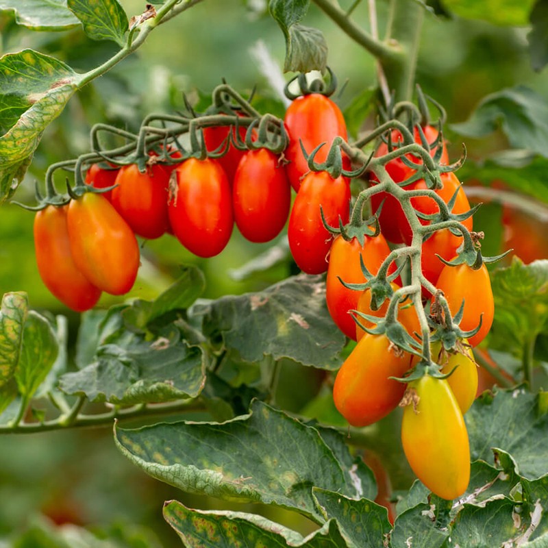Caramel Datterino Tomato Seeds | Price: €2.70 🌳🌼🌸🌿🌱🍉