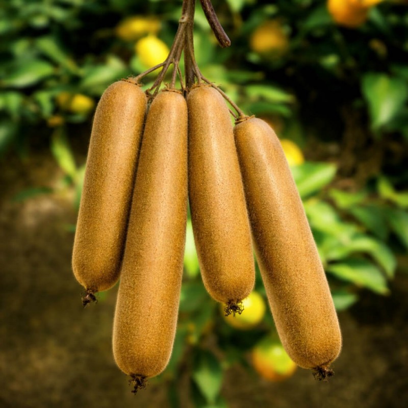 Gigantikus és Extra Hosszú Kiwi Magok | Price: 3,00 € 🌳🌼🌸🌿🌱🍉