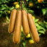 Sementes de kiwi gigantes e extra longas | Price: 3,00 € 🌳🌼🌸🌿🌱🍉