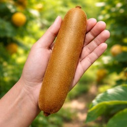 Gigantyczne i Extra Długie Nasiona Kiwi  - 2