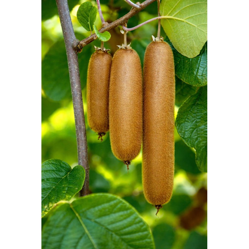 Semi di Kiwi Giganti ed Extra Lungo | Price: 3,00 € 🌳🌼🌸🌿🌱🍉