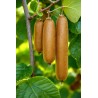 Semințe de Kiwi Gigante și Extra Lungi | Price: 3,00 € 🌳🌼🌸🌿🌱🍉