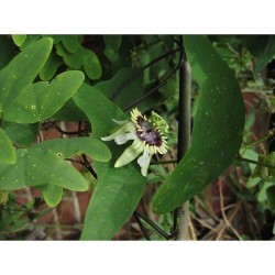 Passionsblomsten Passiflora colinvauxii Fröer