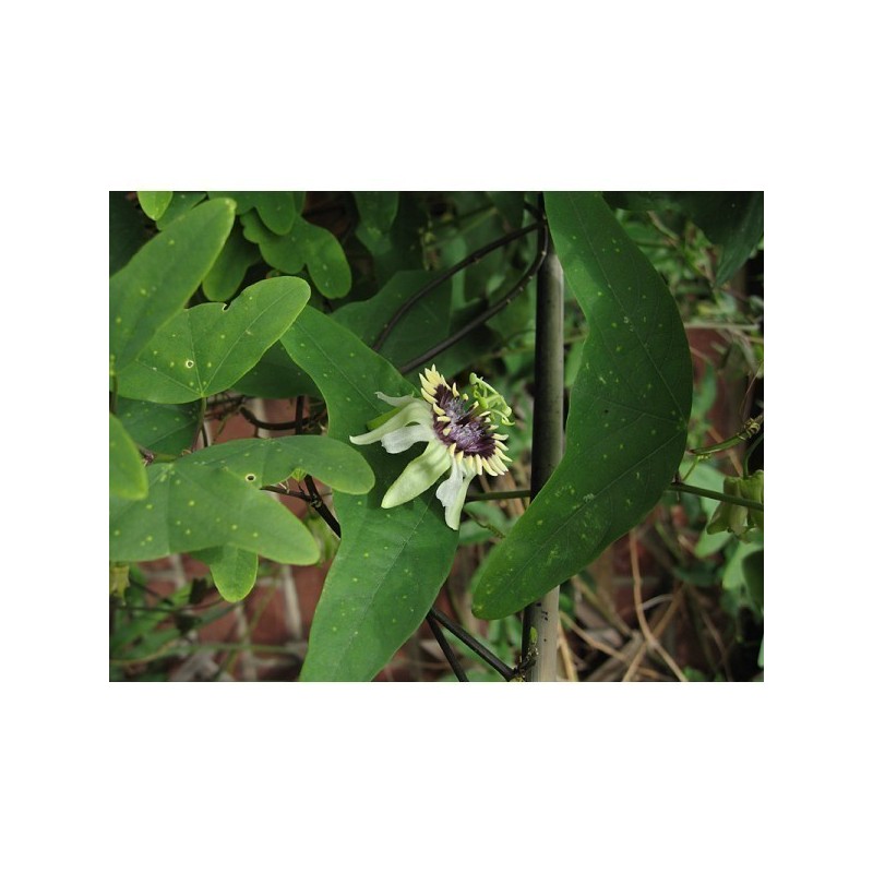 3 Graines Passiflora colinvauxii