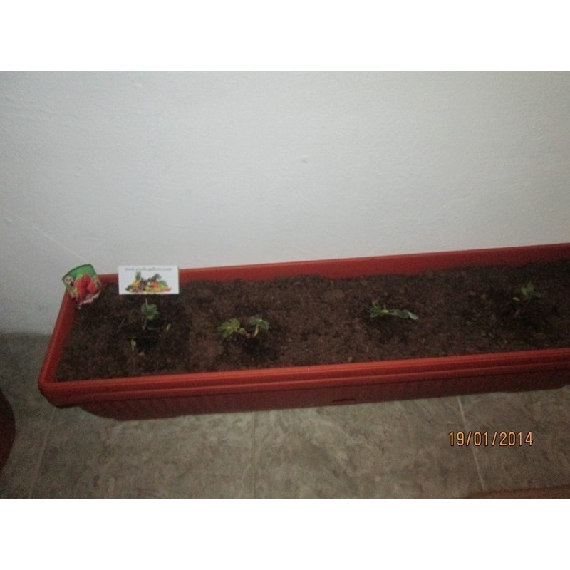 Σπόροι εξωτικών Φράουλα "Framberry" | Price: 4,00 € 🌳🌼🌸🌿🌱🍉