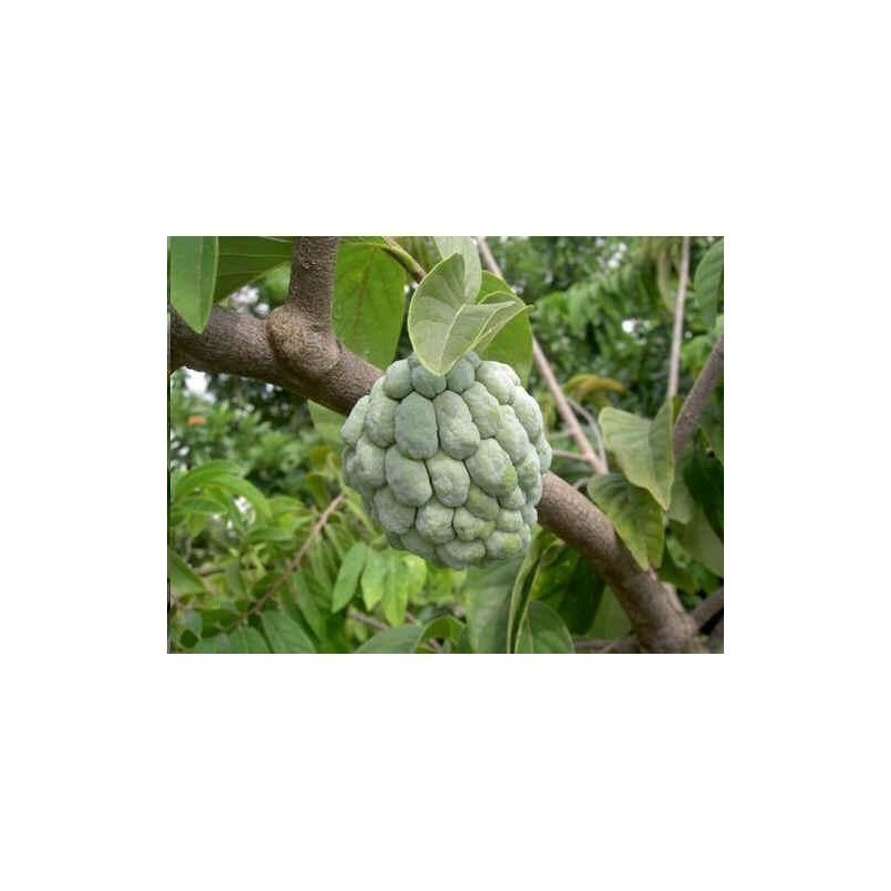 3.85 Sockerannona frön (Annona squamosa)