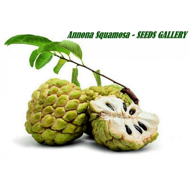 3.85 Sockerannona frön (Annona squamosa)