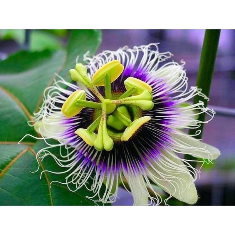 Riesen Gelbe Passionsfrucht Samen (Passiflora flavicarpa)  - 3