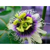 Semi di Frutto della passione Gigante giallo (Passiflora flavicarpa)  - 3