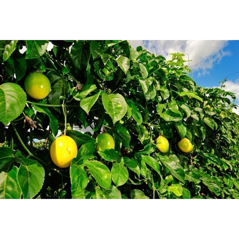 Giant Yellow Passion Fruit Seeds (Passiflora Flavicarpa)  - 4