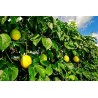 Giant Yellow Passion Fruit Seeds (Passiflora Flavicarpa)  - 4