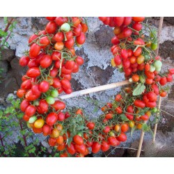 Sementes De Tomate Cereja DATTERINO - DATTERINI