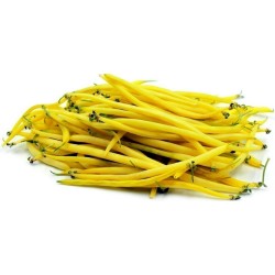 1.5 Graines de Haricots 'Maxidor'