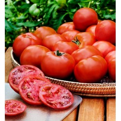 Semillas de tomate HEINZ 1350