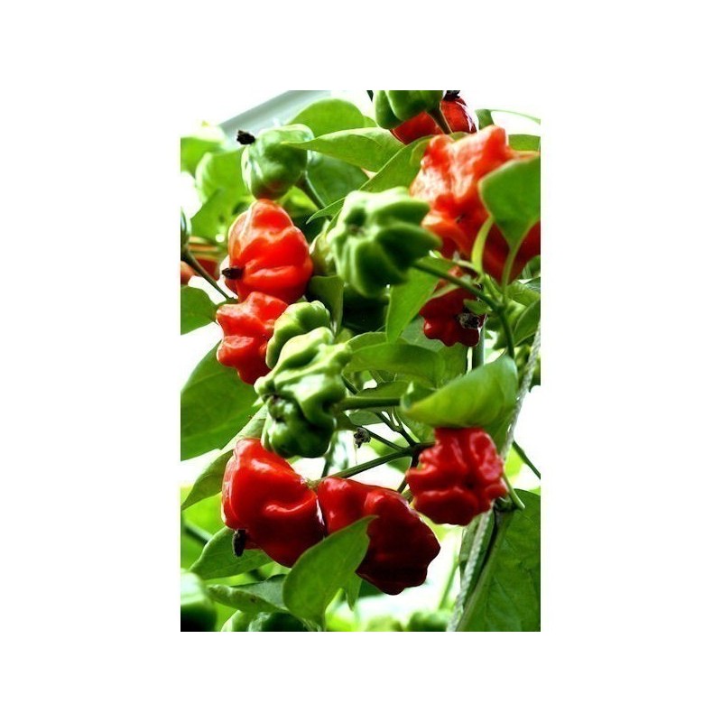 Brazilian Starfish Pepper Seeds
