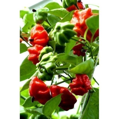 Brazilian Starfish Pepper Seeds