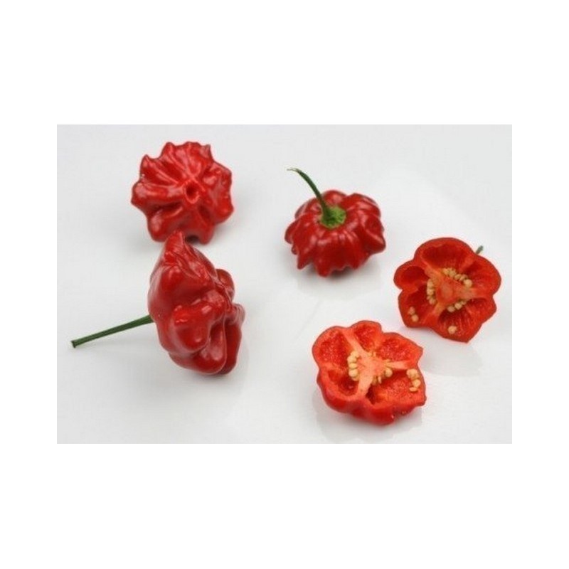 Brazilian Starfish Pepper Seeds