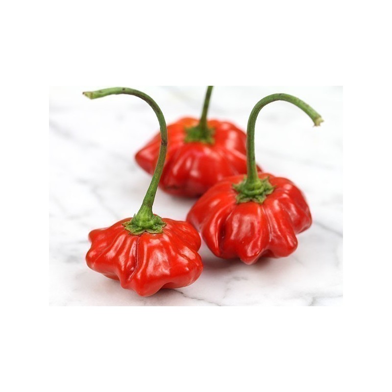 Brazilian Starfish Pepper Seeds