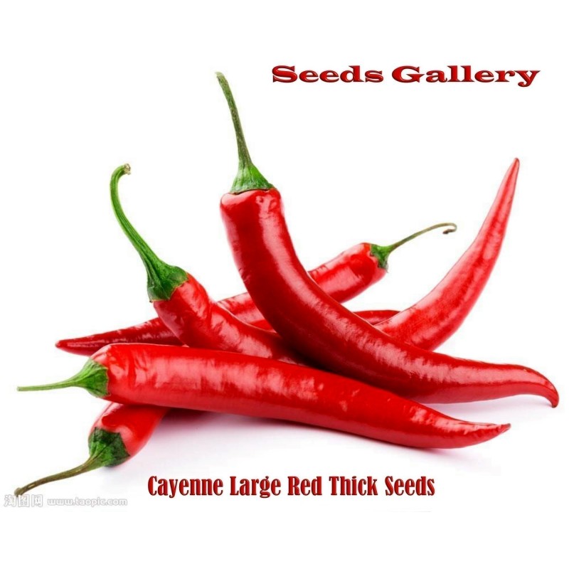 Cayenne Thick Seeds Price €1.95